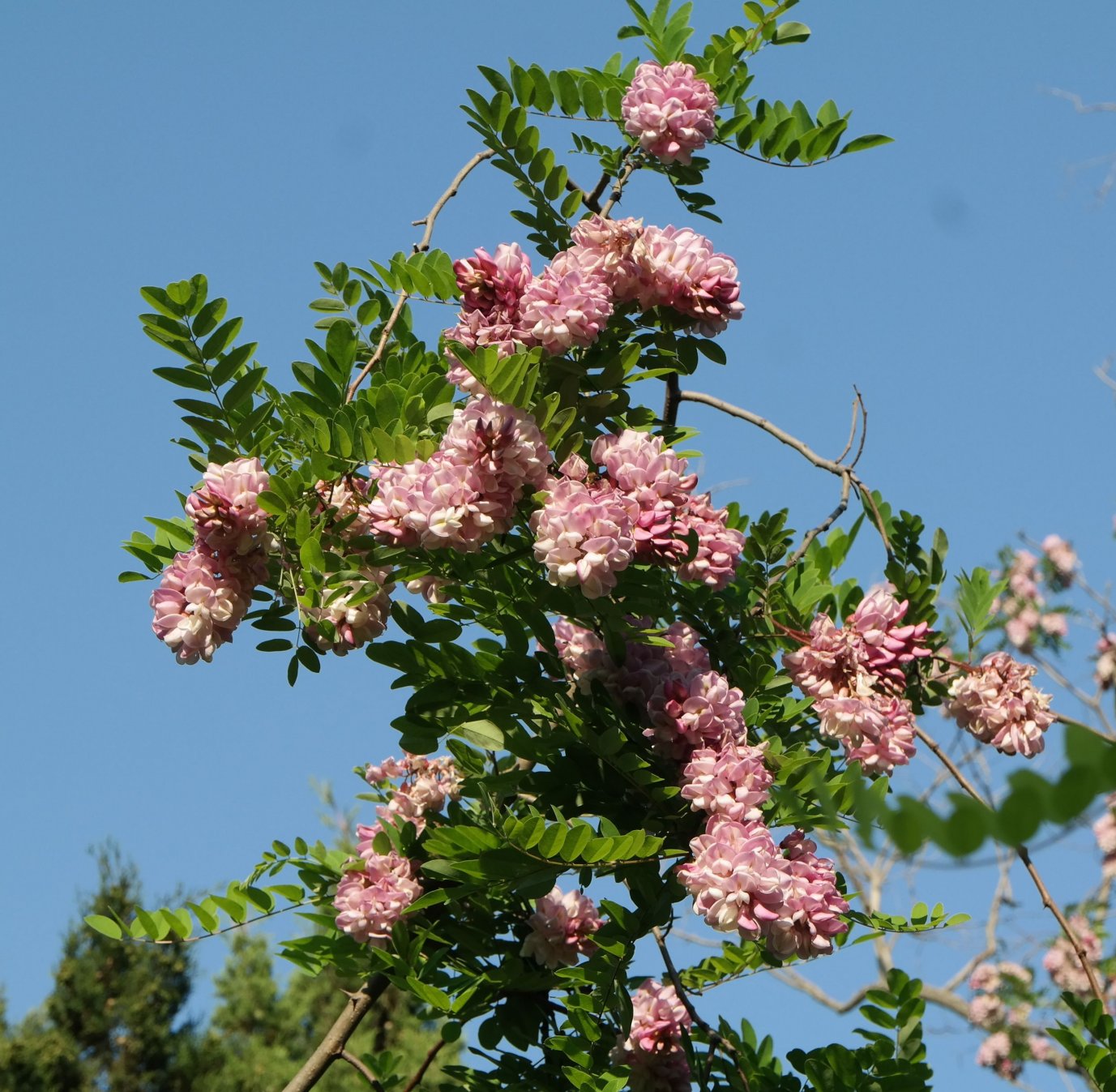 Image of genus Robinia specimen.