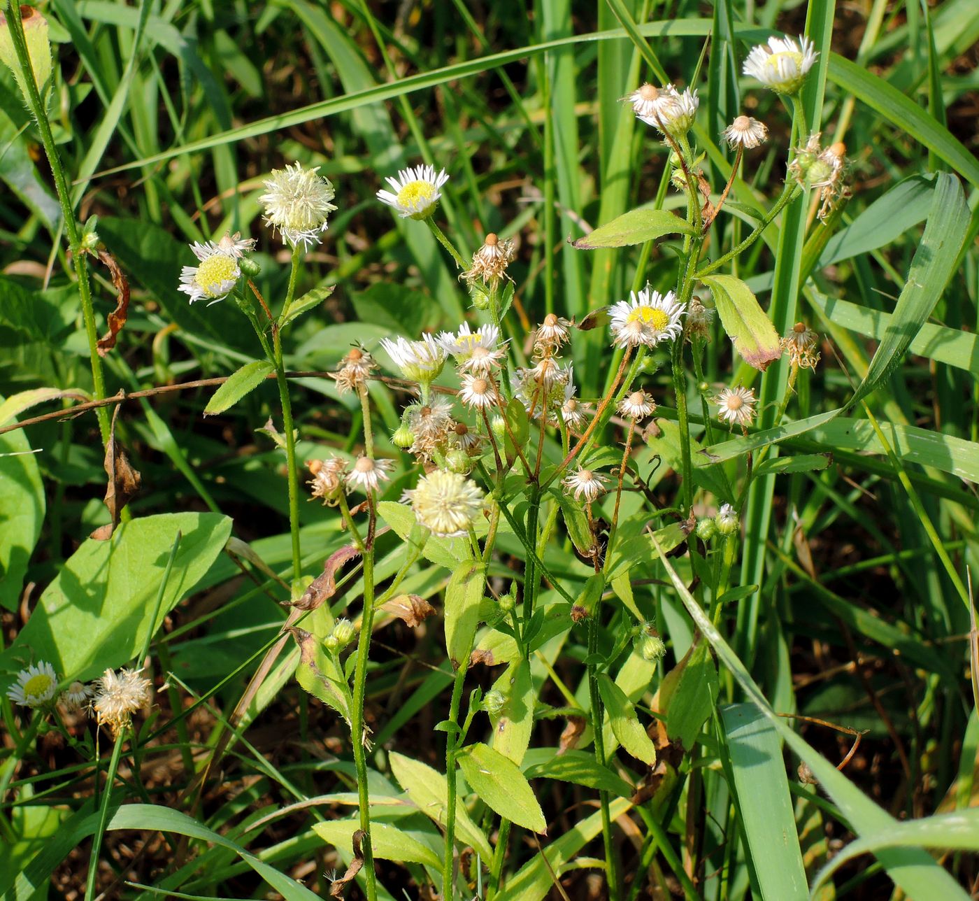 Image of Erigeron strigosus specimen.