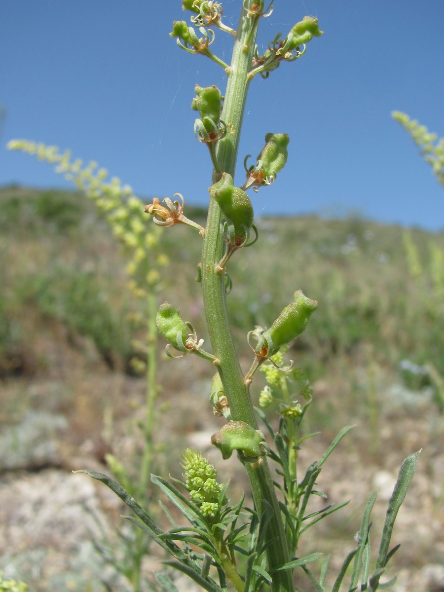 Image of Reseda lutea specimen.