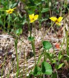 Viola biflora