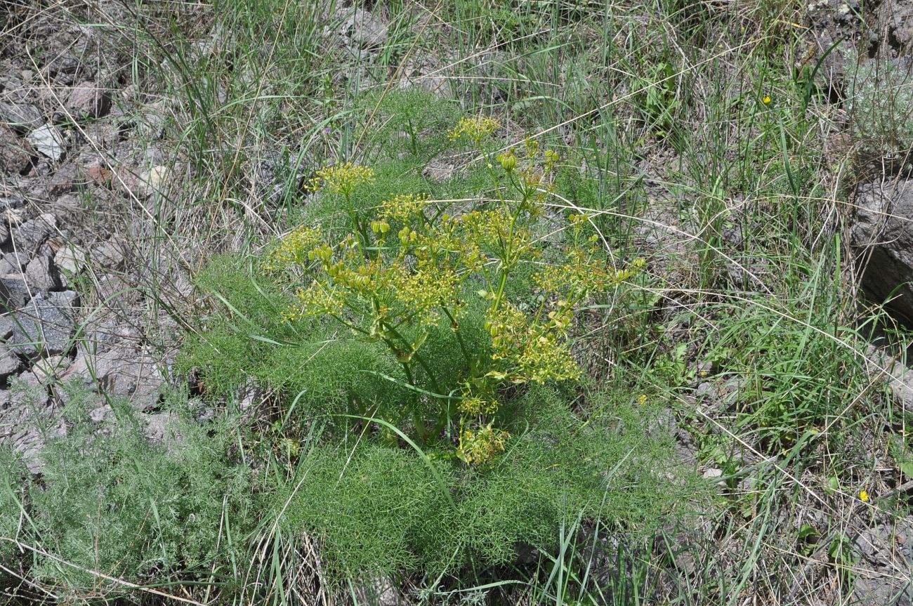 Image of Prangos ferulacea specimen.