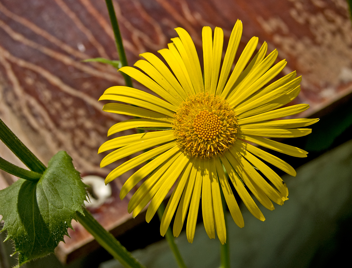 Image of Doronicum pardalianches specimen.