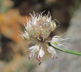 Allium saxatile