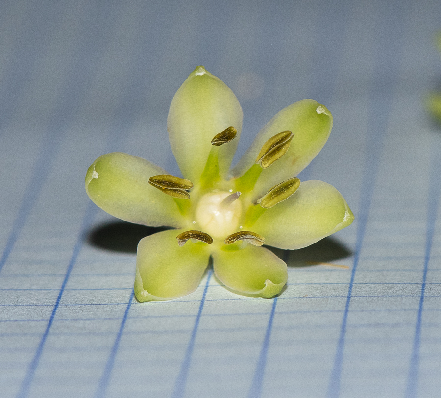 Image of Eucomis autumnalis specimen.