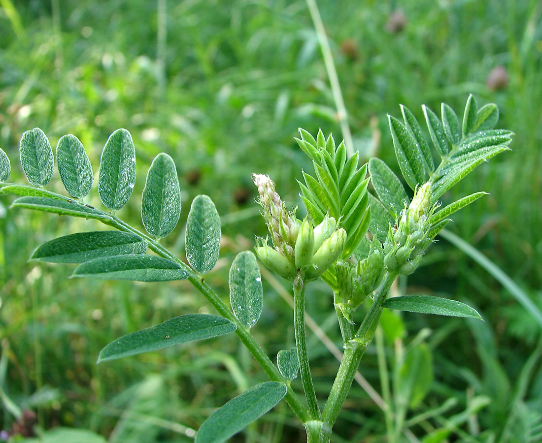 Image of Astragalus cicer specimen.