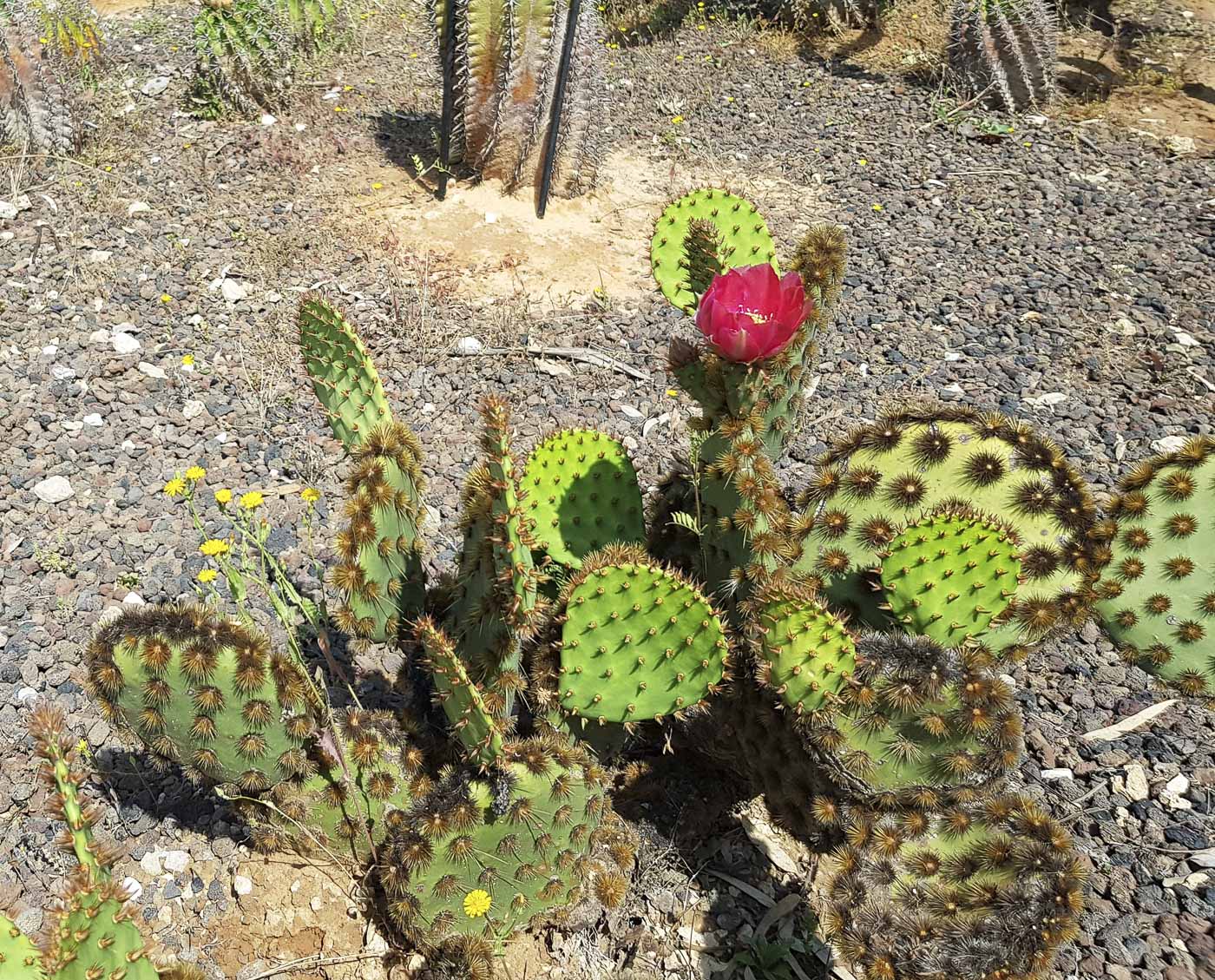 Image of Opuntia aciculata specimen.