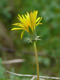 Taraxacum croceum