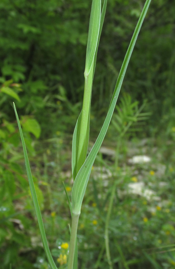 Image of genus Tragopogon specimen.