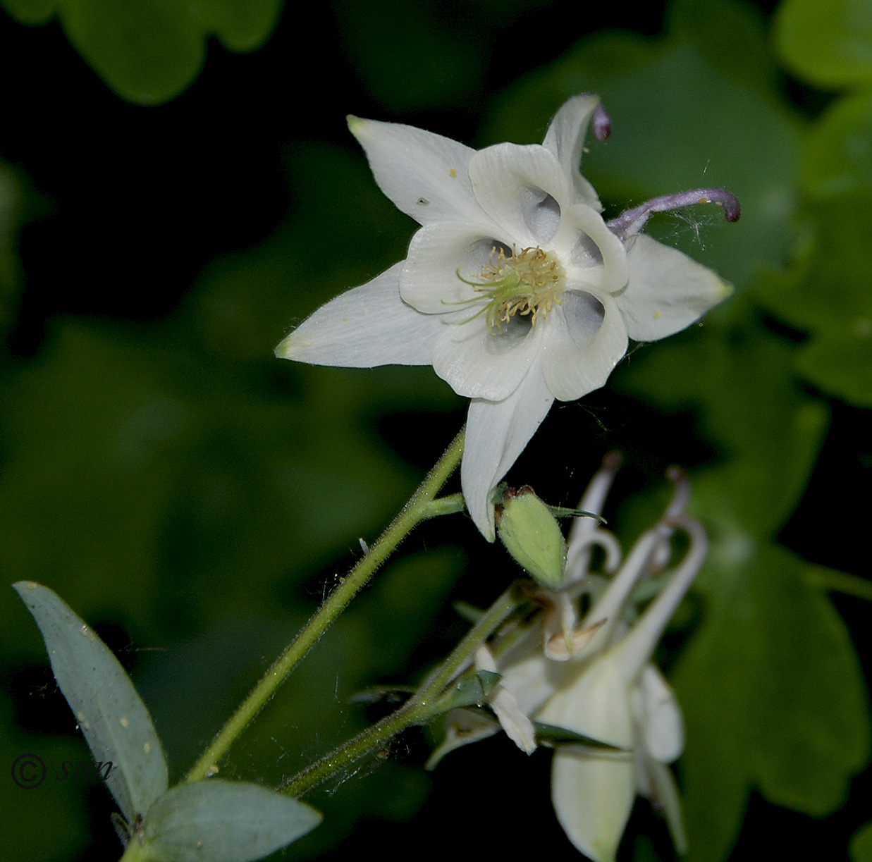 Image of Aquilegia coerulea specimen.