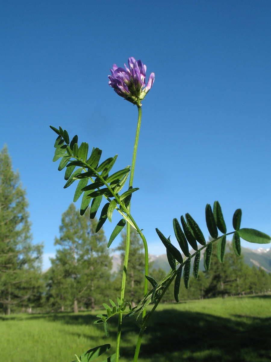 Image of genus Astragalus specimen.