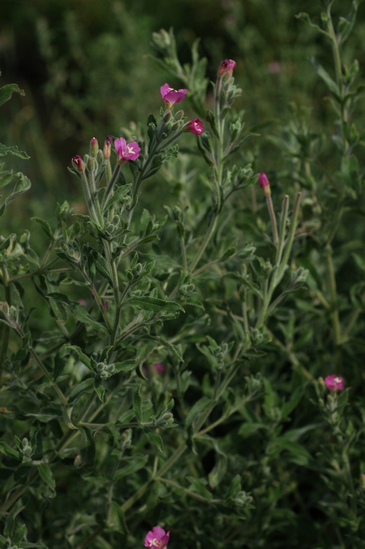 Image of Epilobium villosum specimen.