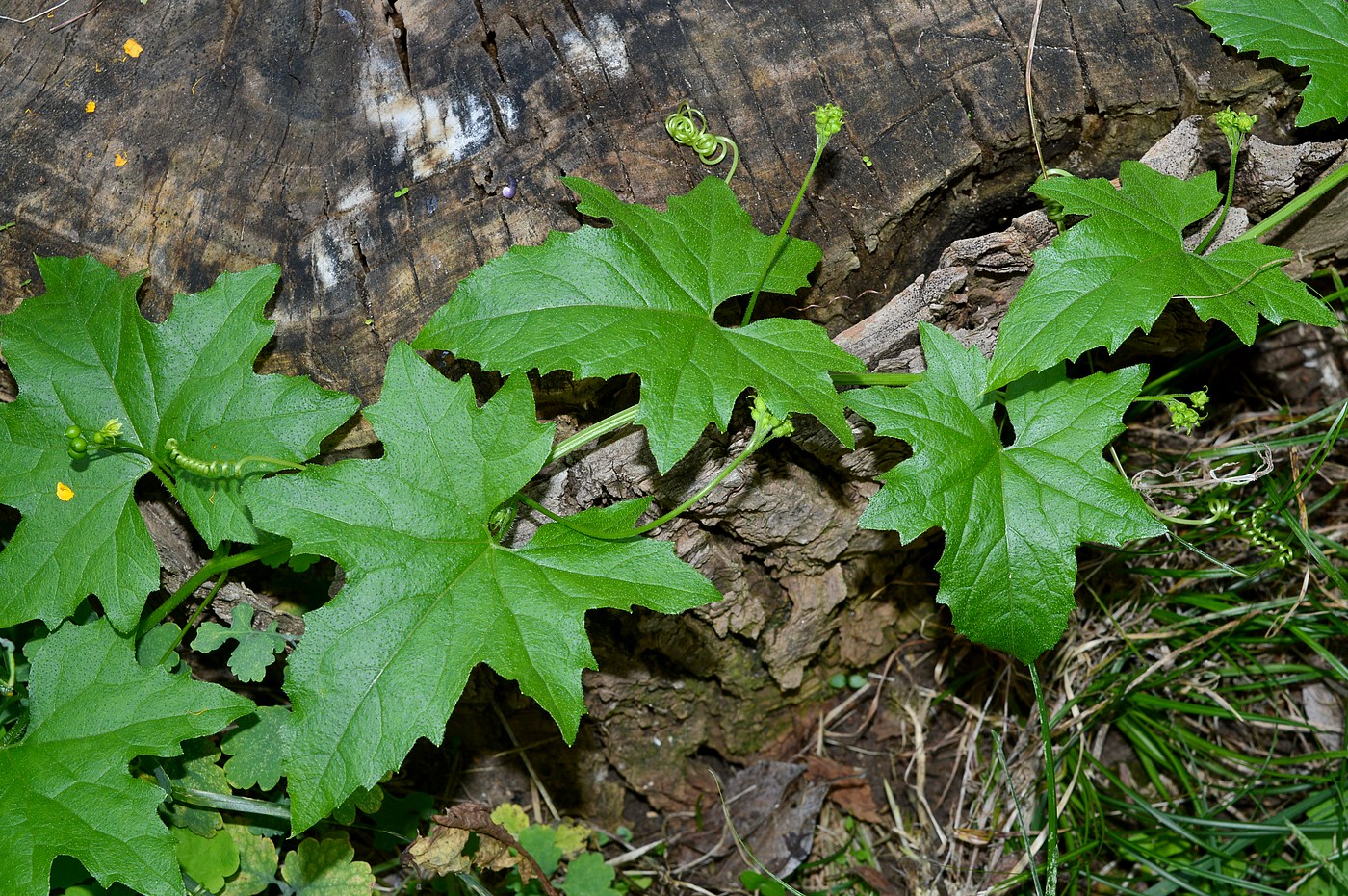 Image of Bryonia alba specimen.