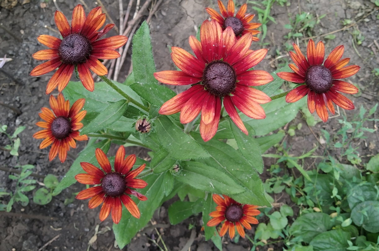 Image of Rudbeckia hirta specimen.