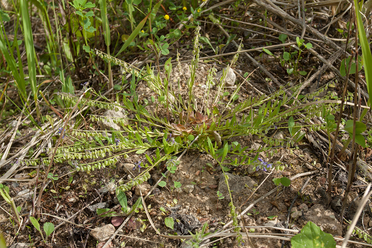 Image of Polygala amarella specimen.