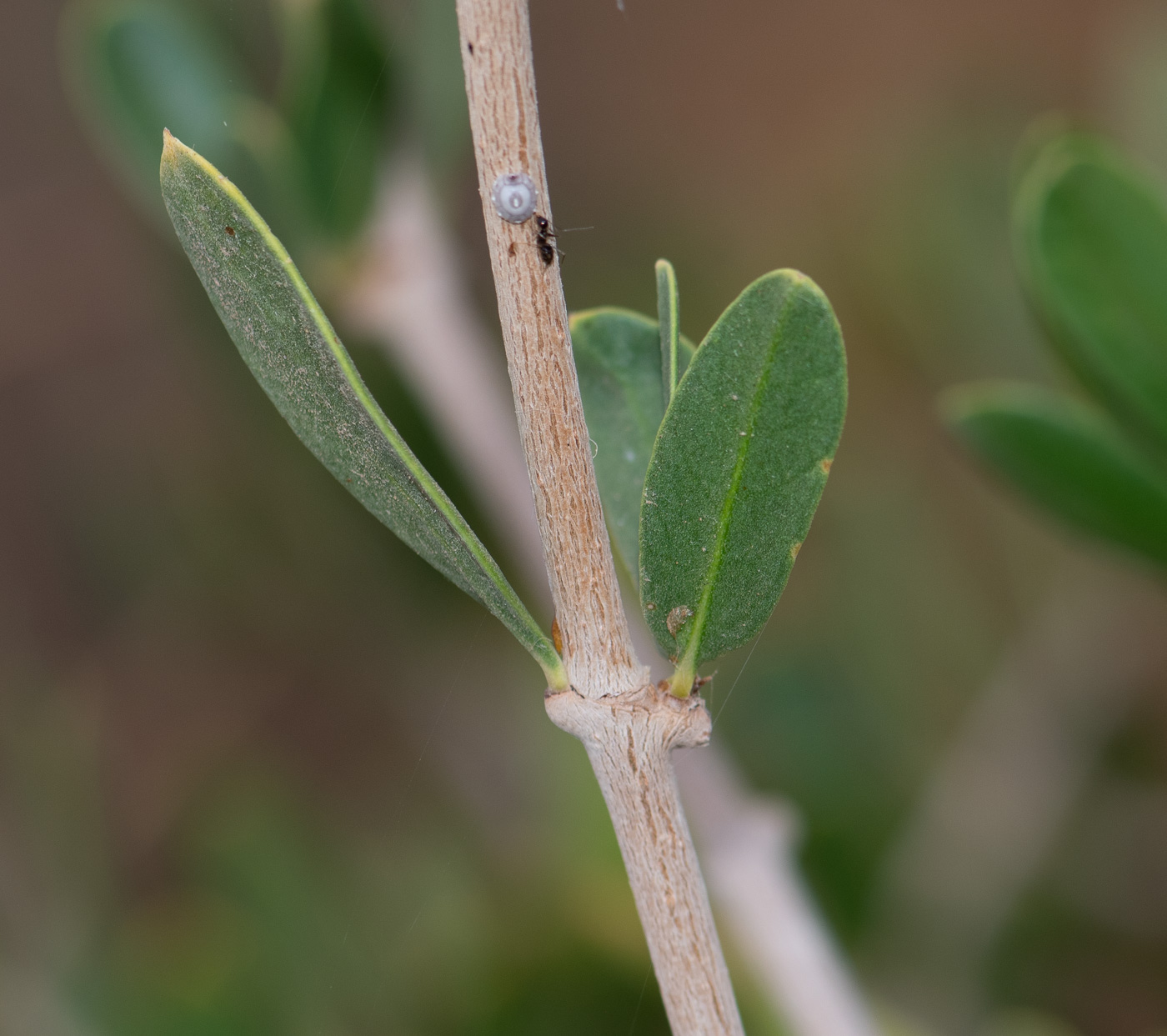 Image of Periploca laevigata specimen.