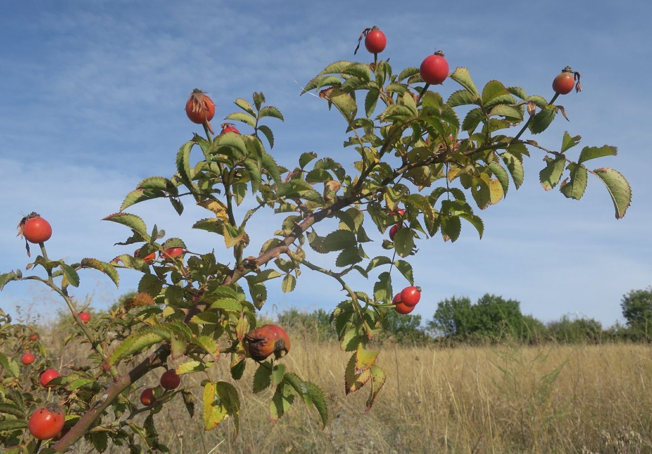 Image of genus Rosa specimen.