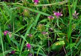 Melampyrum cristatum