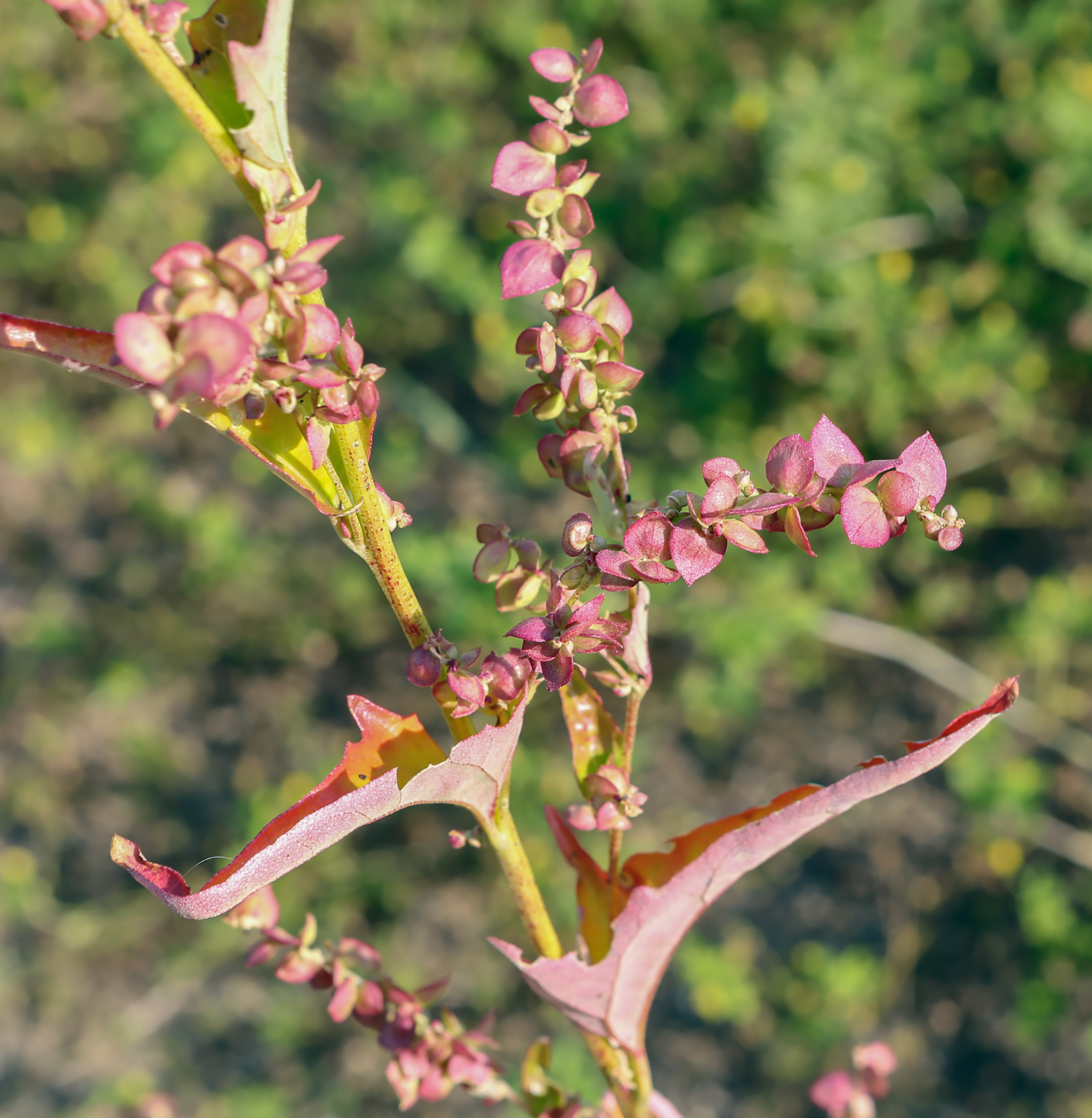 Image of Atriplex sagittata specimen.