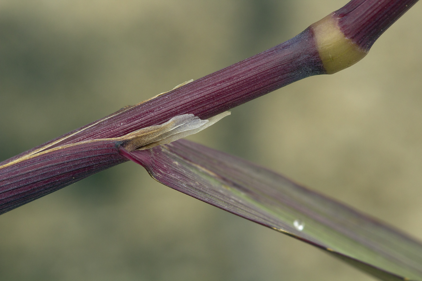 Image of genus Calamagrostis specimen.