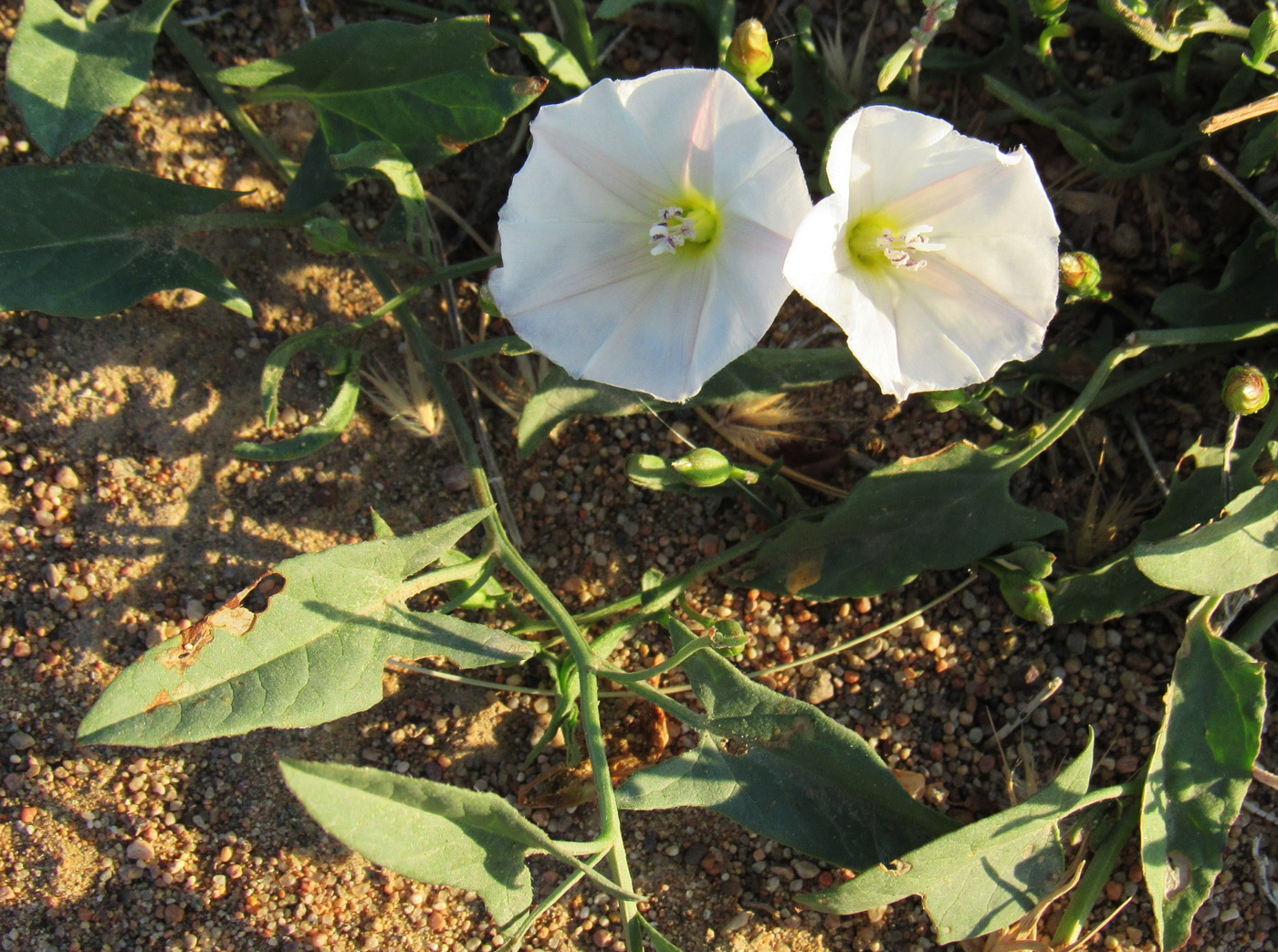 Image of Convolvulus arvensis specimen.