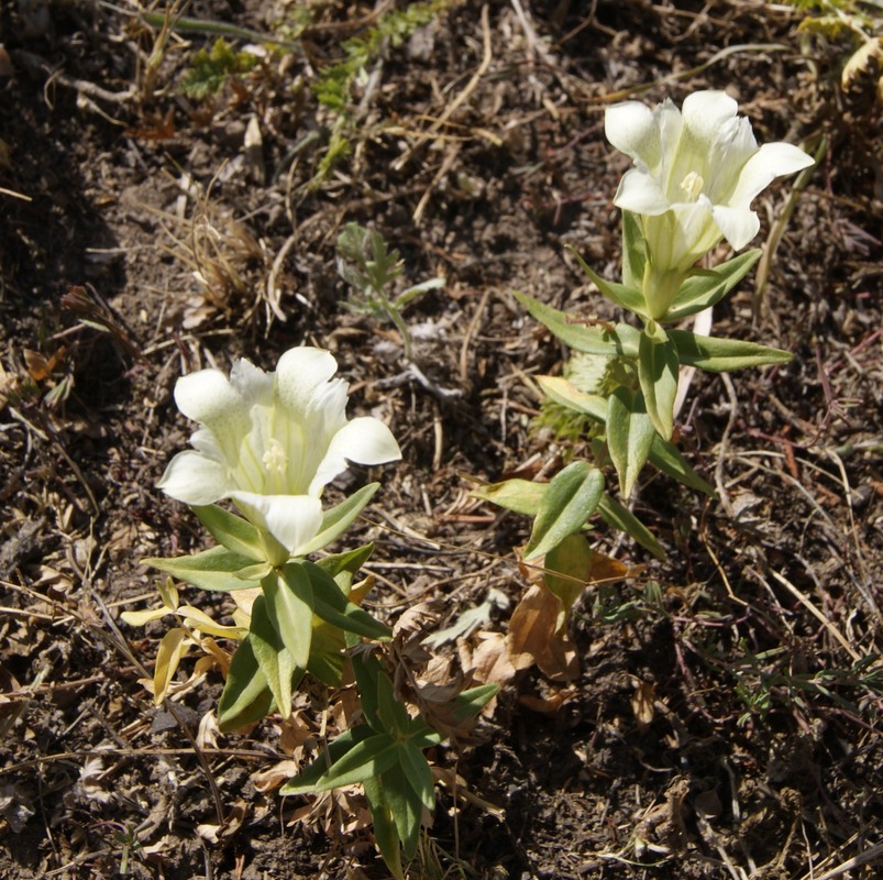 Изображение особи Gentiana gelida.