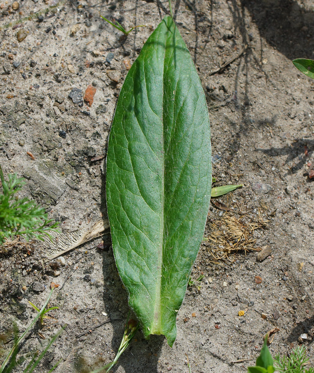 Image of Centaurea montana specimen.