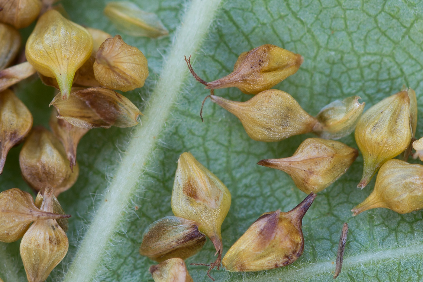 Image of Carex bergrothii specimen.