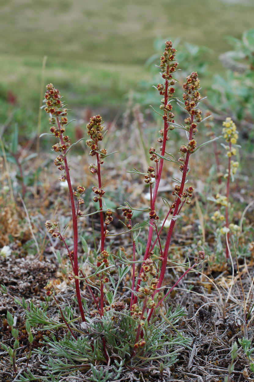 Image of Artemisia borealis specimen.