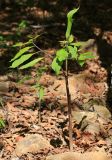 Arisaema peninsulae