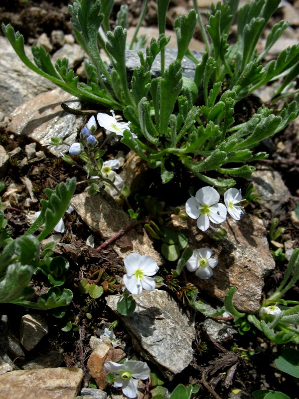 Image of Veronica glareosa specimen.