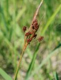 Luzula pallescens. Верхушка плодоносящего растения. Пермский край, г. Пермь, Кировский р-н, суходольный луг вдоль склона песчаного карьера. 16.06.2020.