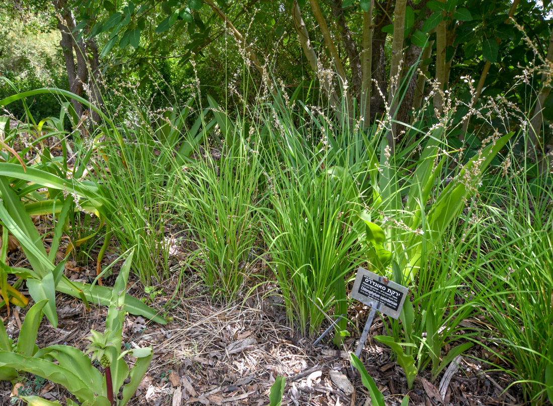 Изображение особи Chlorophytum saundersiae.