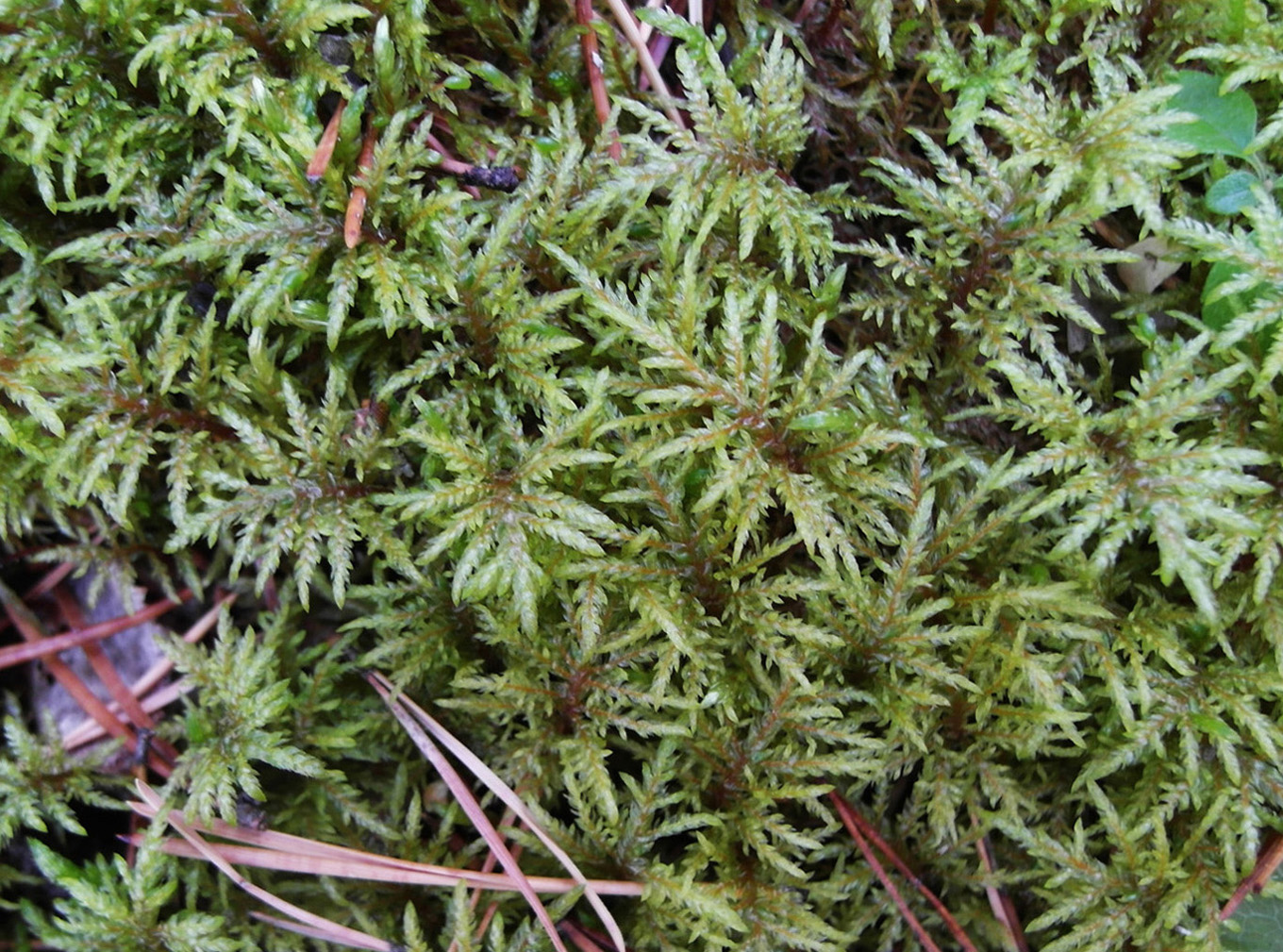 Изображение особи Hylocomium splendens.