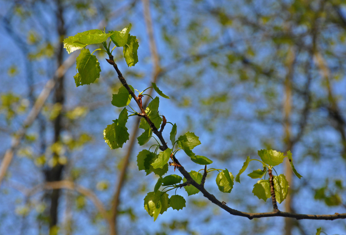 Image of Populus tremula specimen.