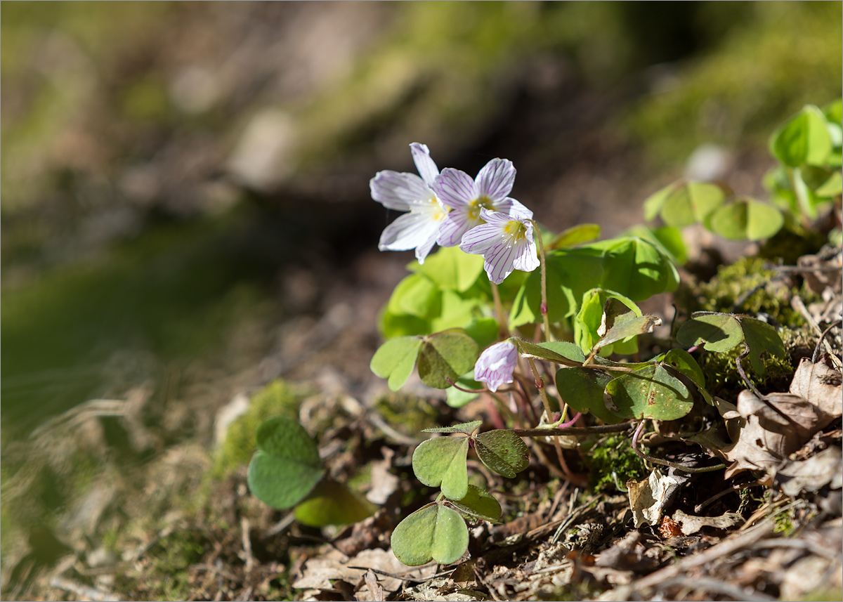 Image of Oxalis acetosella specimen.