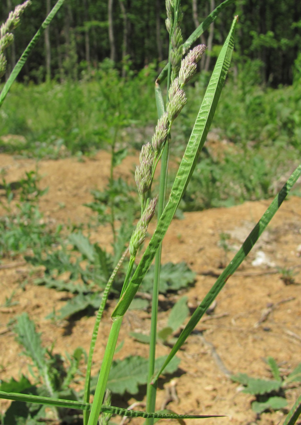 Изображение особи Dactylis glomerata.