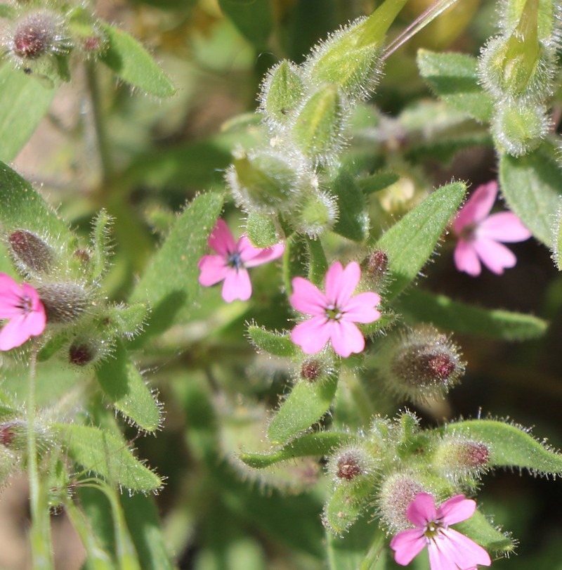 Изображение особи Saponaria viscosa.