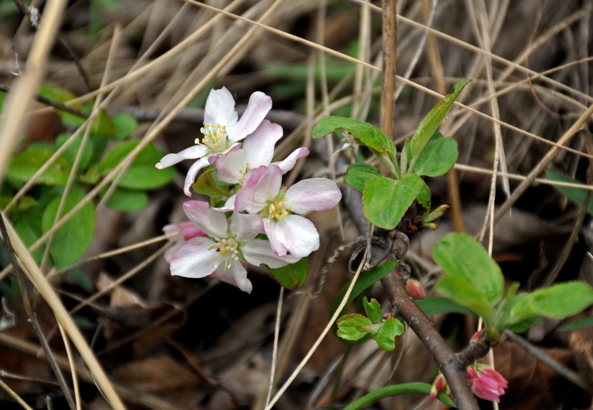 Image of genus Malus specimen.