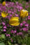 Tulipa sylvestris