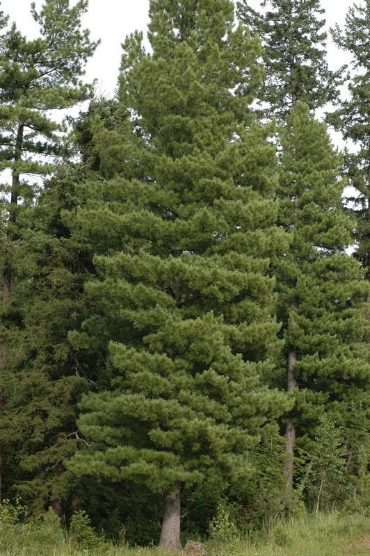 Image of Pinus sibirica specimen.