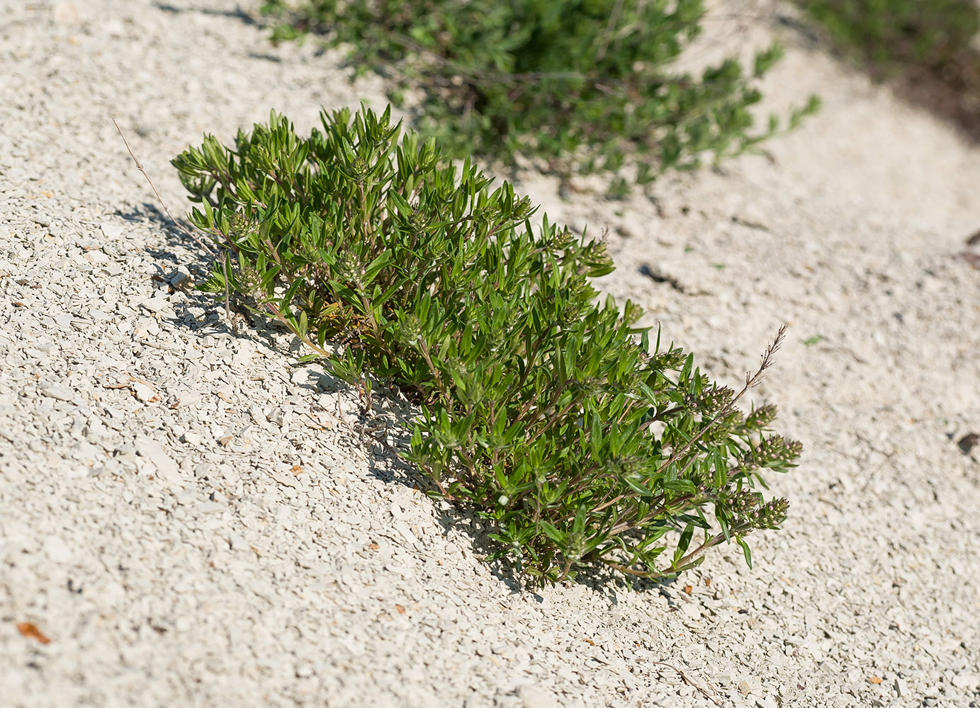 Image of genus Thymus specimen.