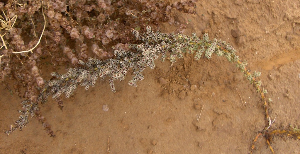 Изображение особи Salsola foliosa.