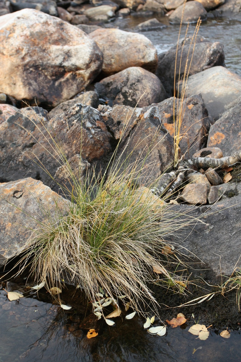 Image of Nardus stricta specimen.