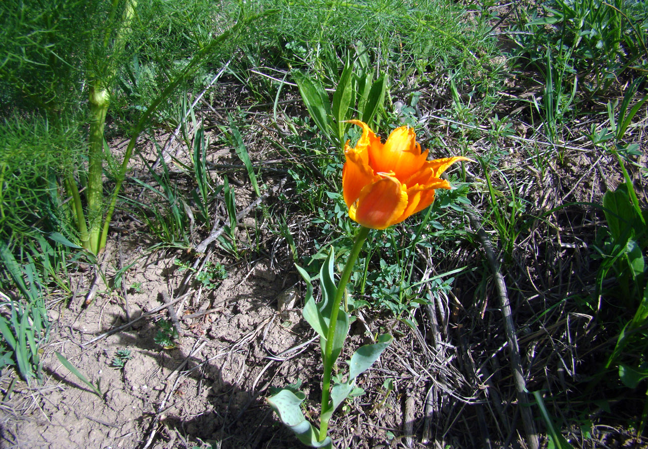 Image of Tulipa greigii specimen.