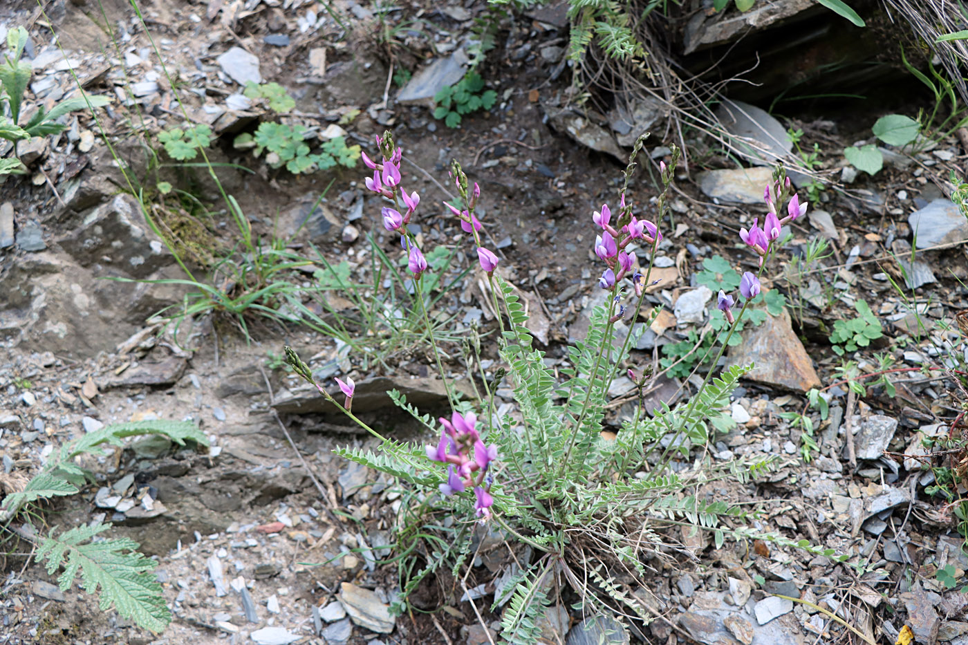 Image of Oxytropis capusii specimen.