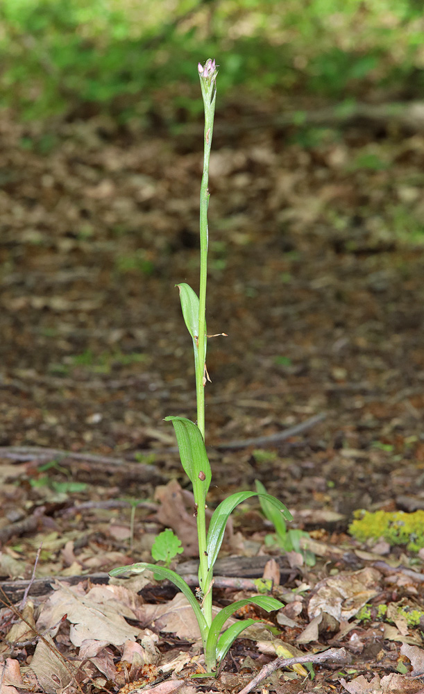 Изображение особи Anacamptis pyramidalis.