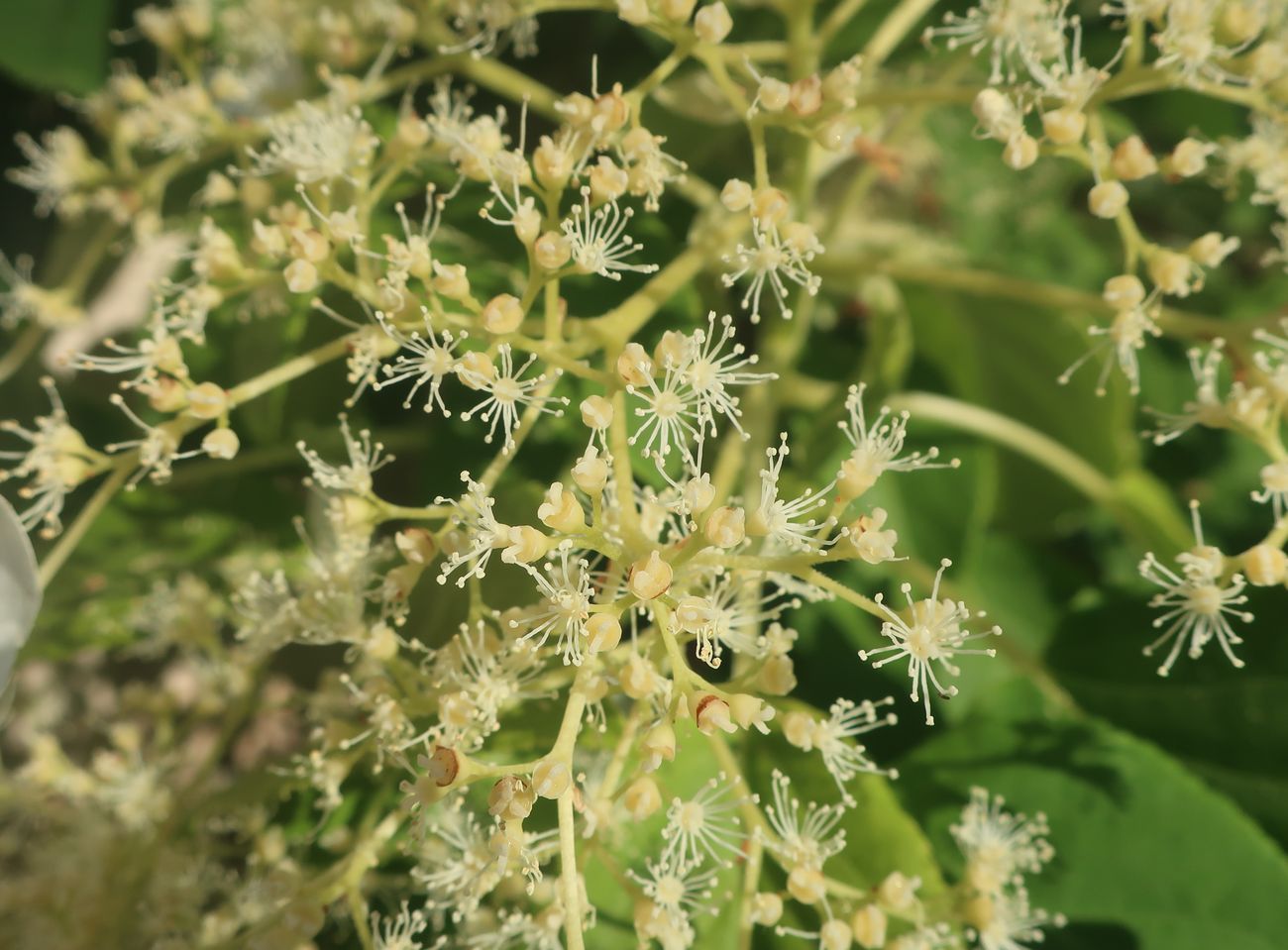 Image of Hydrangea petiolaris specimen.