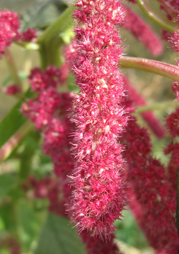 Изображение особи Amaranthus caudatus.