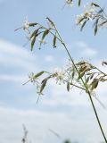 Silene nutans. Верхушка цветущей веточки. Республика Башкортостан, Белокатайский р-н, Белянковский сельсовет, окр. дер. Перевоз, долина р. Уфа, разнотравно-злаковый луг. 2 июля 2022 г.