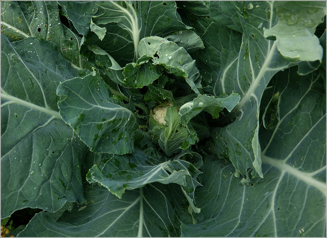 Image of Brassica oleracea var. botrytis specimen.